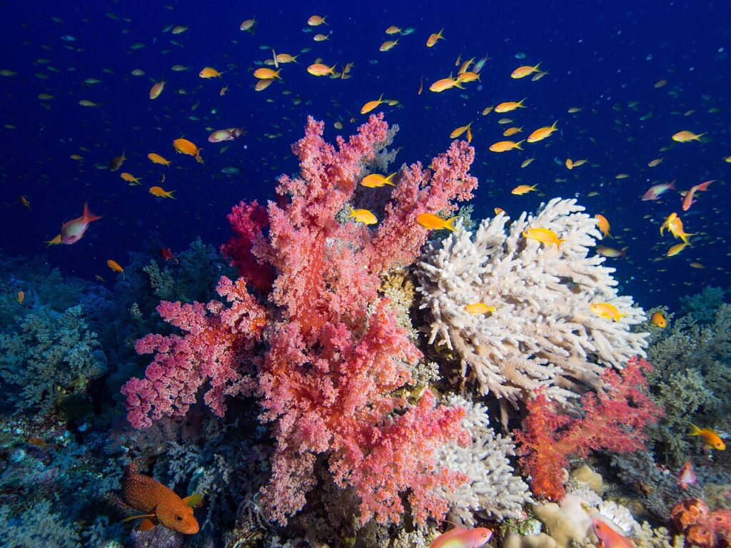 When Is the Best Time to Dive the Red Sea? A Month-by-Month Guide