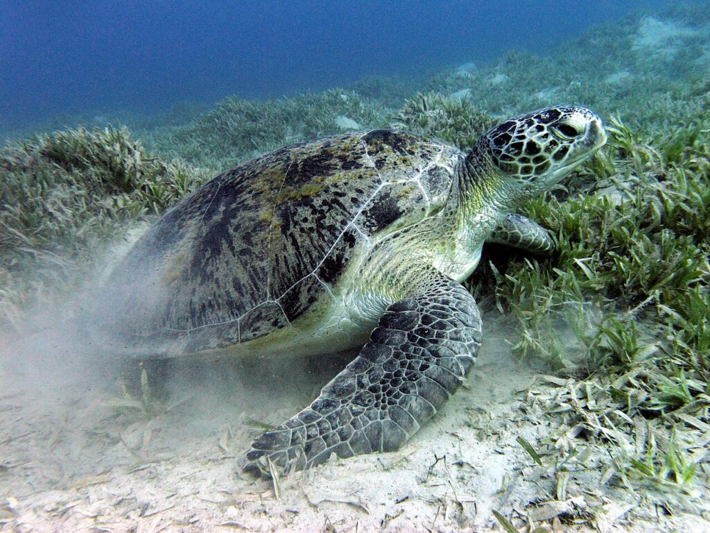 A green sea turtle grazing on a seagrass bed near Marsa Alam in the Red Sea