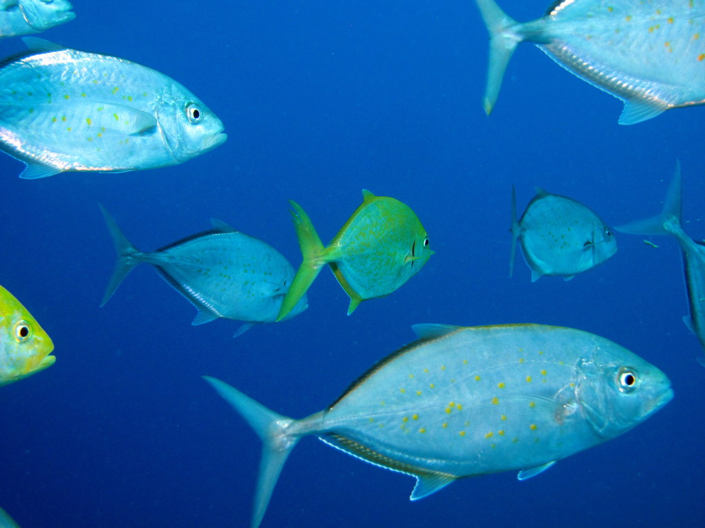 Fury Shoals Yacht Charter Guide