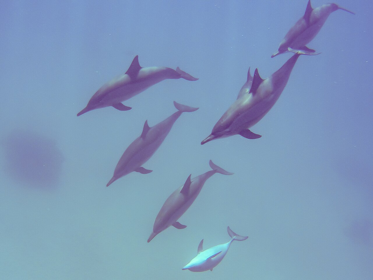 Sha’ab Samadai (Dolphin House) Yacht Charter Guide