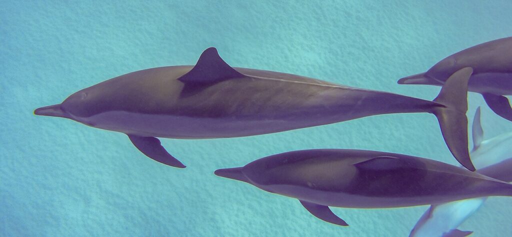 Spinner dolphins gliding over a sandy lagoon floor in the Egyptian Red Sea
