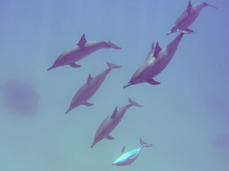 A pod of spinner dolphins swimming in clear blue water in the Egyptian Red Sea